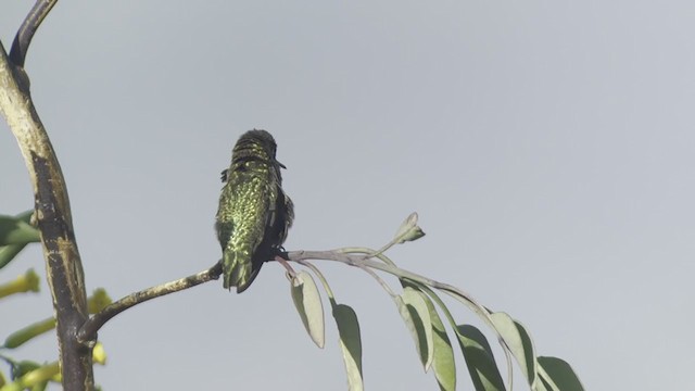 Anna's Hummingbird - ML369340601