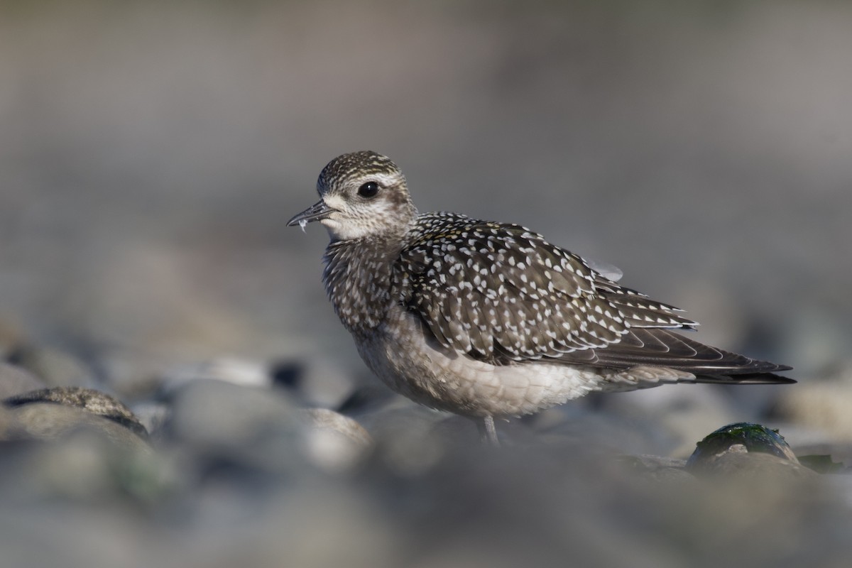 American Golden-Plover - ML369340791