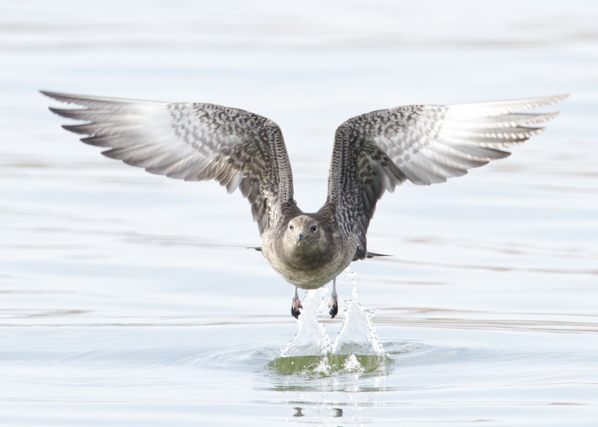 Long-tailed Jaeger - ML369342661