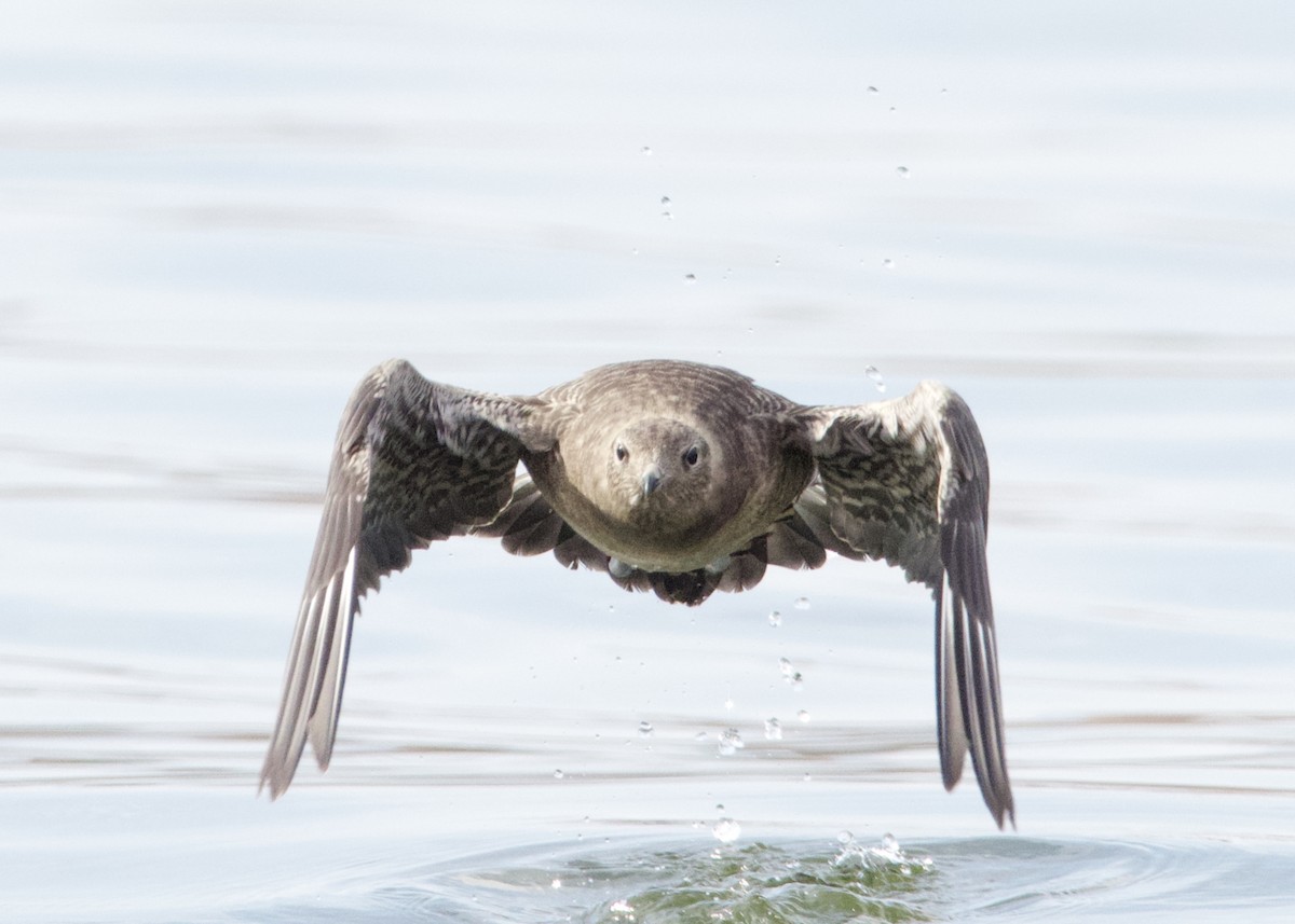 Long-tailed Jaeger - Sochetra Ly