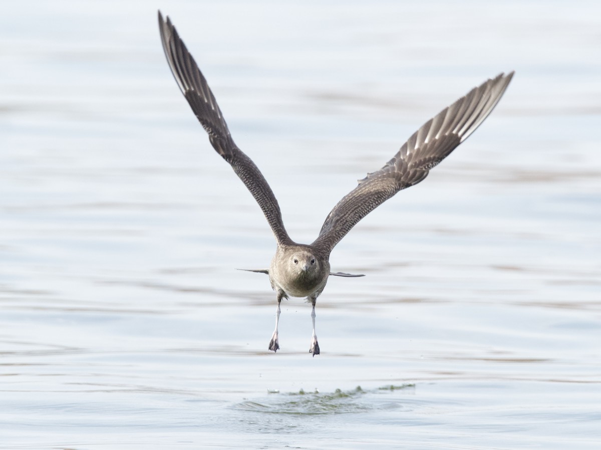 Long-tailed Jaeger - ML369343041