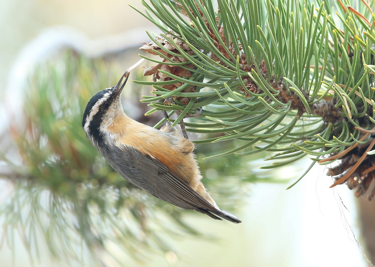 Red-breasted Nuthatch - Steve Rottenborn