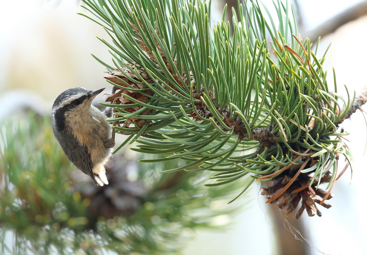 Red-breasted Nuthatch - ML369345761