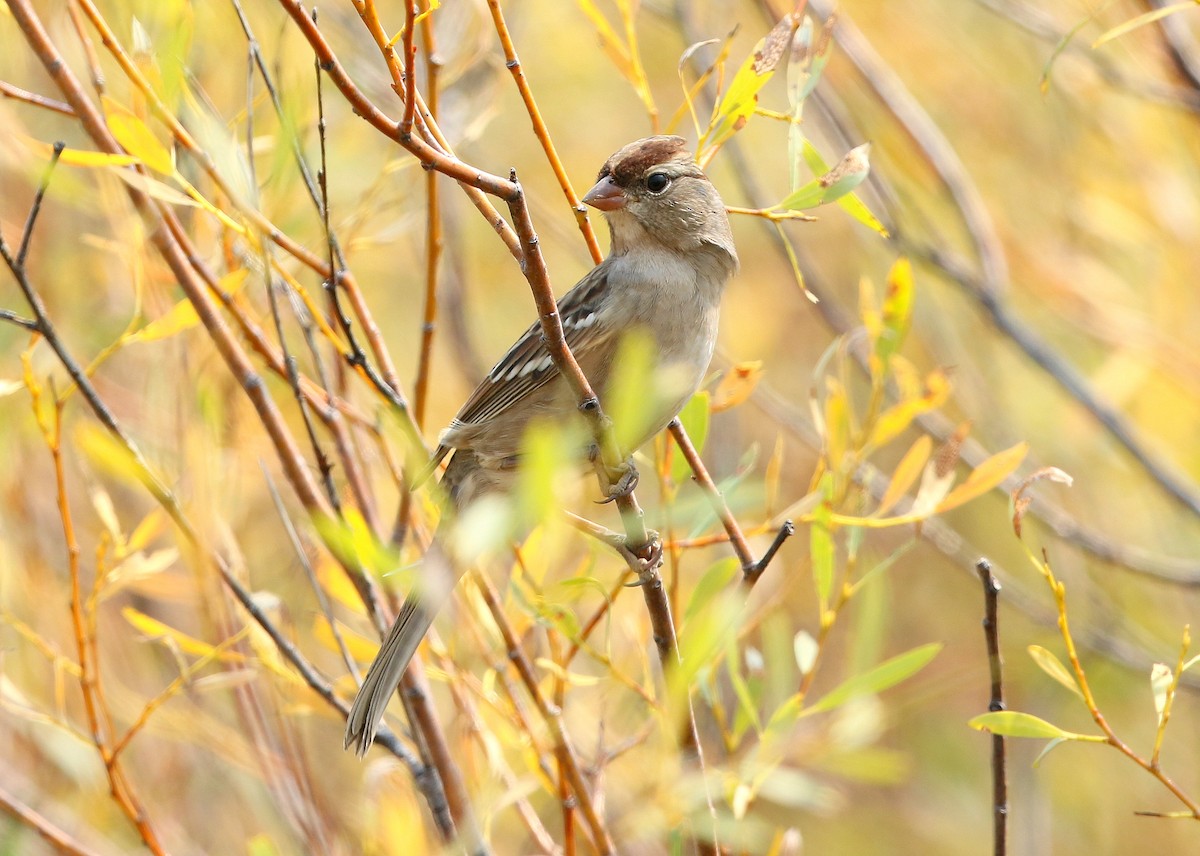 White-crowned Sparrow (oriantha) - ML369345911