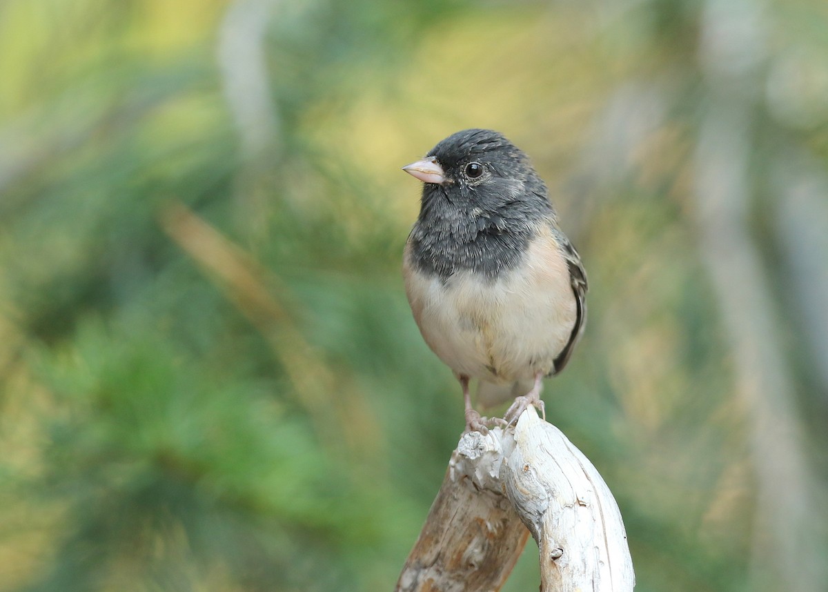 Junco Ojioscuro (grupo oreganus) - ML369346021