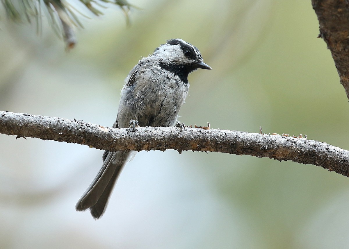 Mountain Chickadee - ML369346261