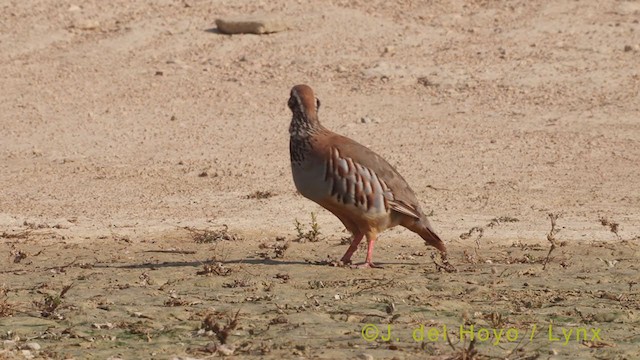 Red-legged Partridge - ML369348331