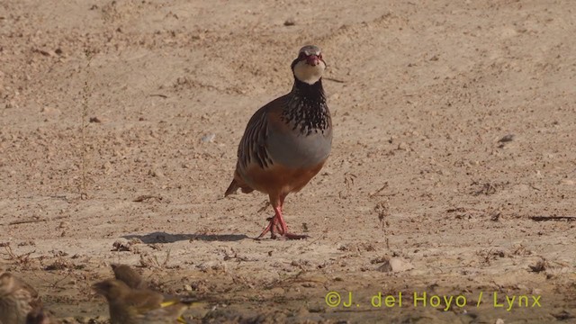 Red-legged Partridge - ML369348371