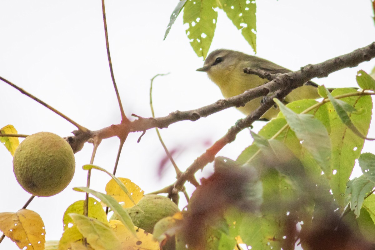 Philadelphia Vireo - ML369348691