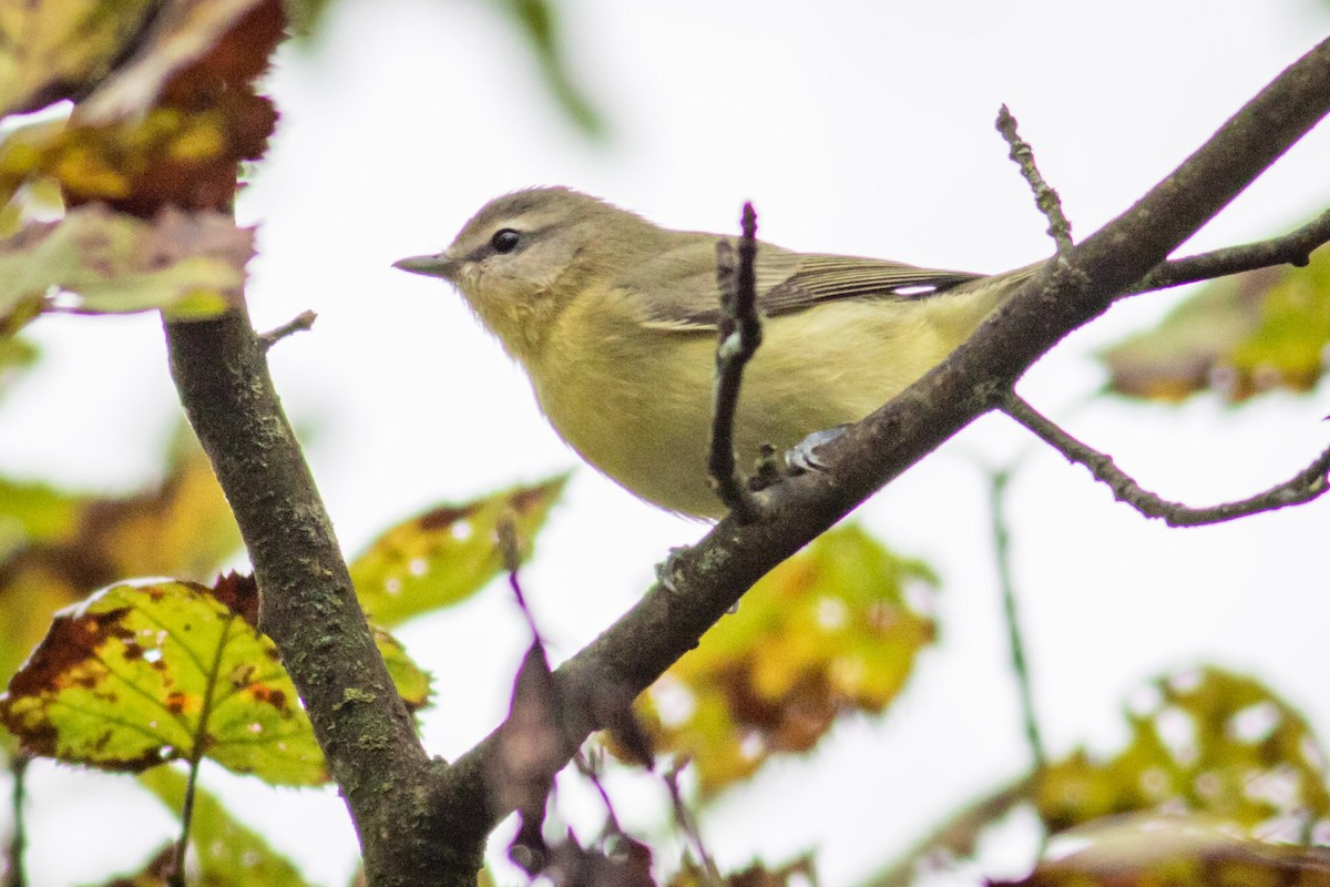 Philadelphia Vireo - ML369348721