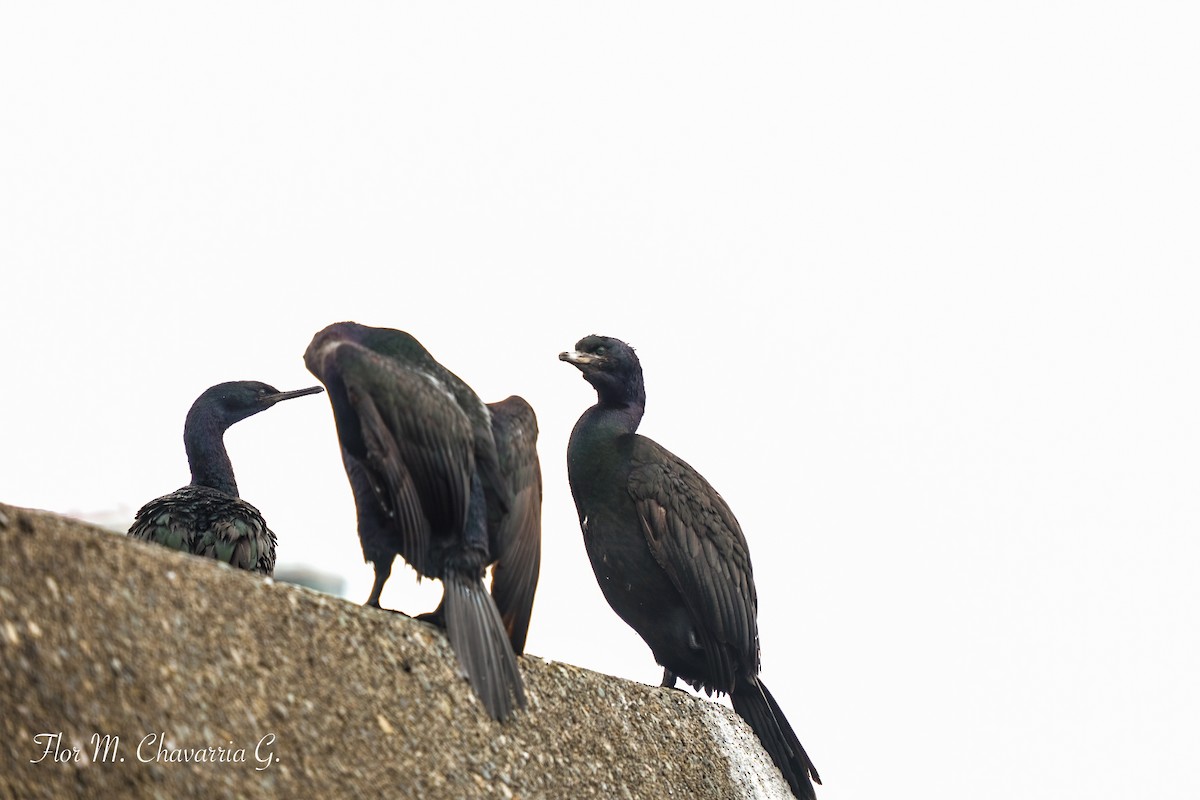 Pelagic Cormorant - ML369348941