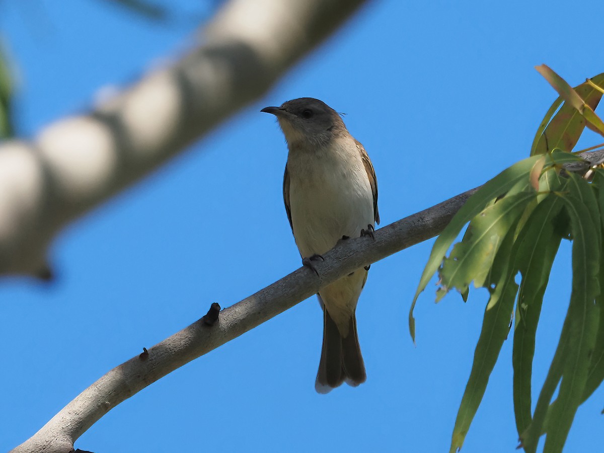 Rufous-throated Honeyeater - ML369350451