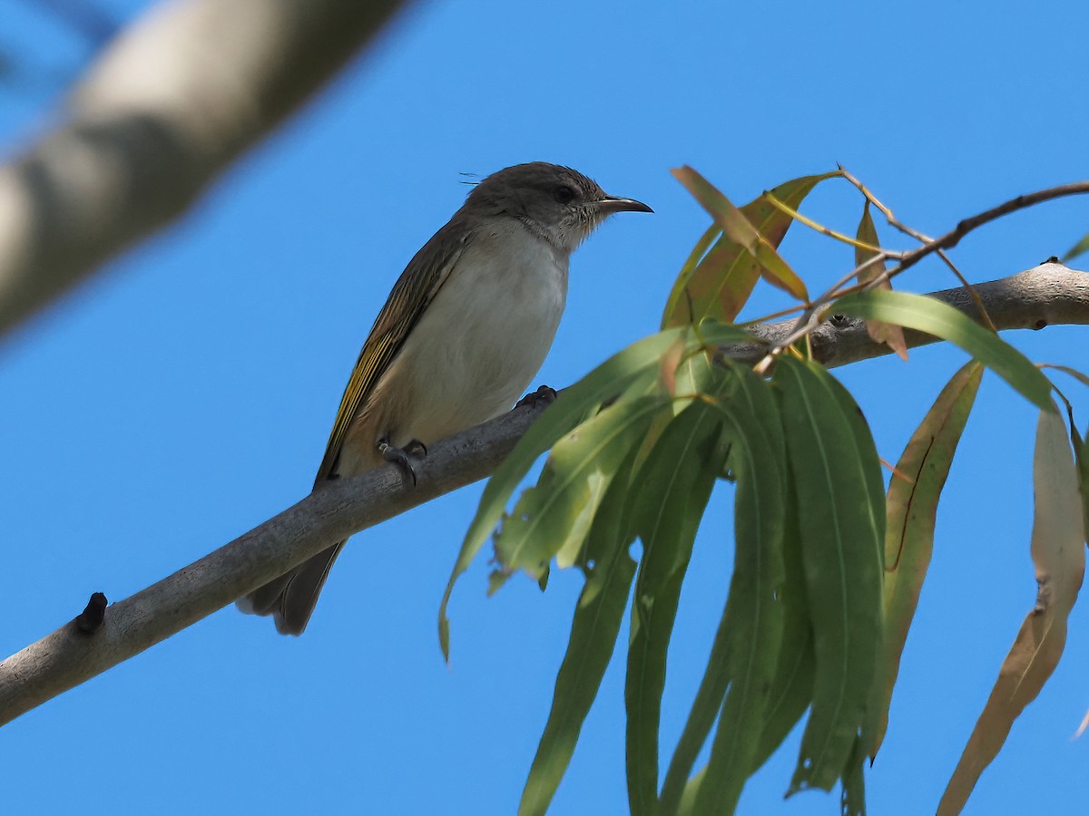 Rufous-throated Honeyeater - ML369350691