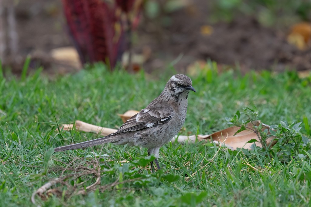 Long-tailed Mockingbird - ML369350861