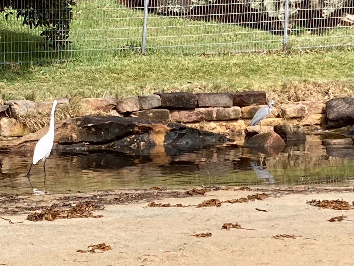 Great Egret (modesta) - ML369351131