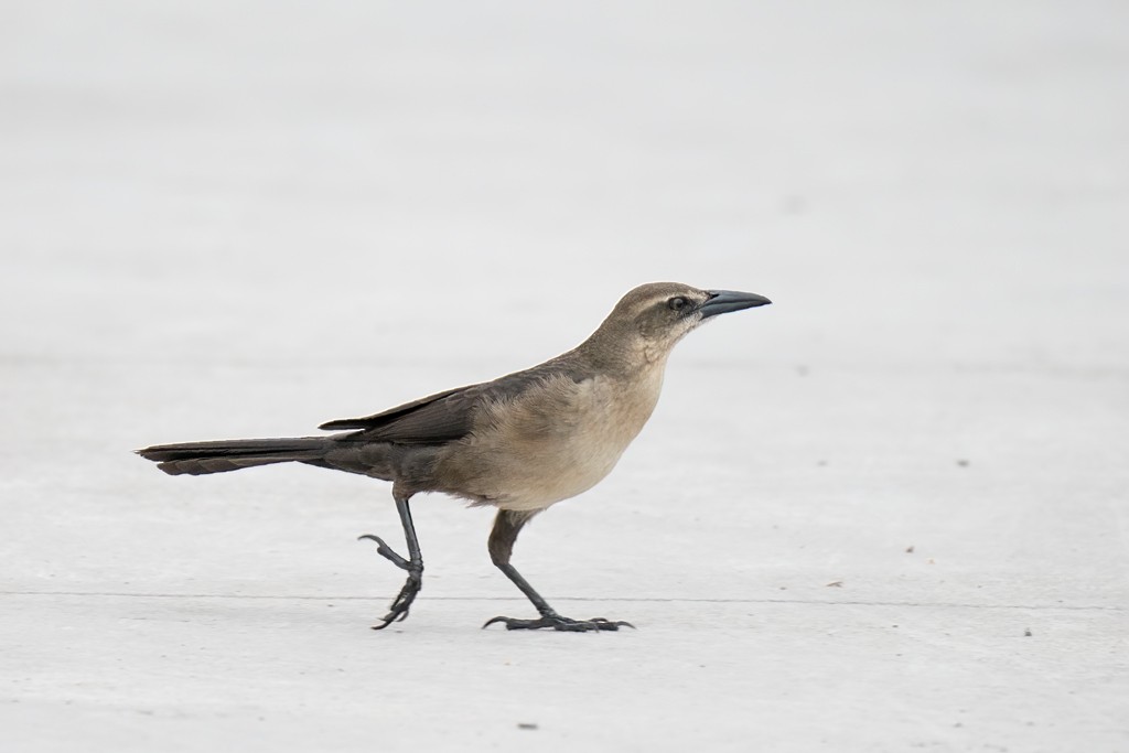 Great-tailed Grackle - ML369351981