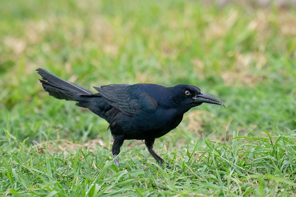 Great-tailed Grackle - ML369352201