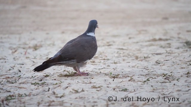 Pigeon ramier (groupe palumbus) - ML369353321