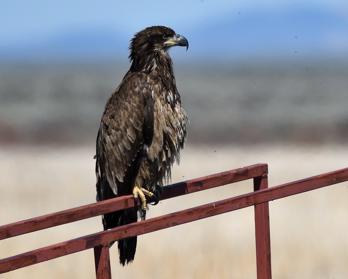 Bald Eagle - Steve Butterworth