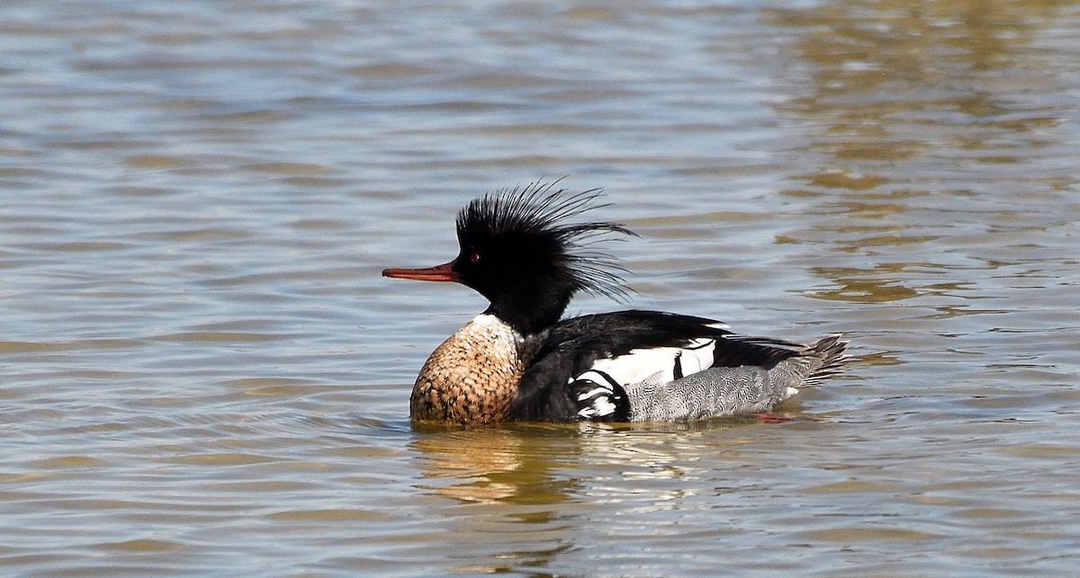 Red-breasted Merganser - ML369355191