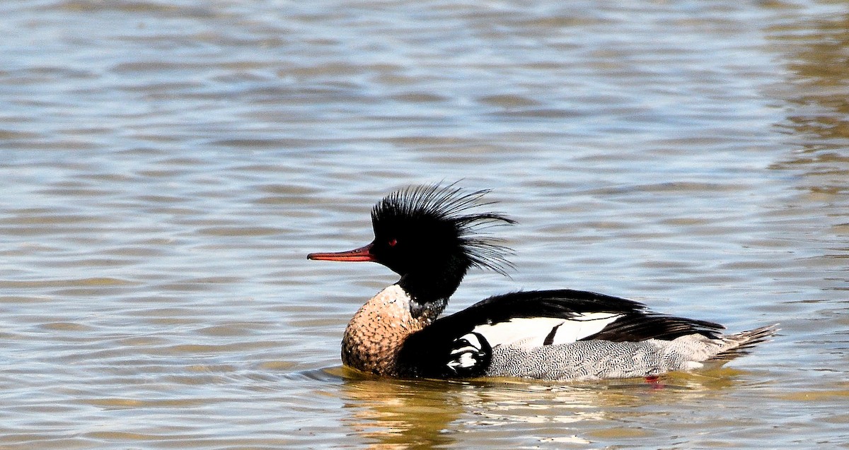 Red-breasted Merganser - Steve Butterworth