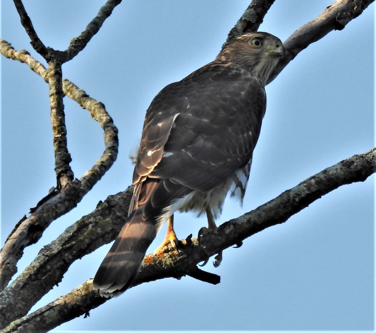 Cooper's Hawk - Paul McKenzie