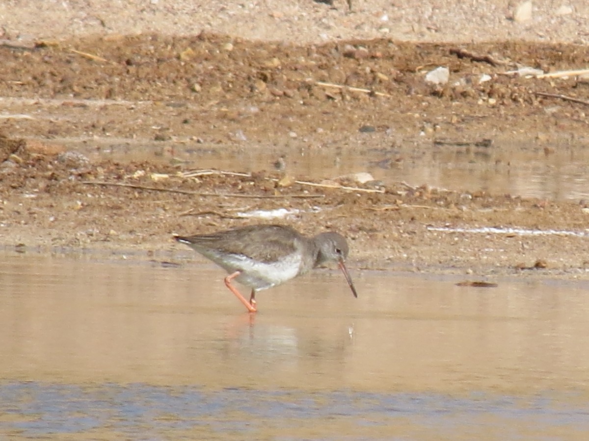 Spotted Redshank - ML369355291