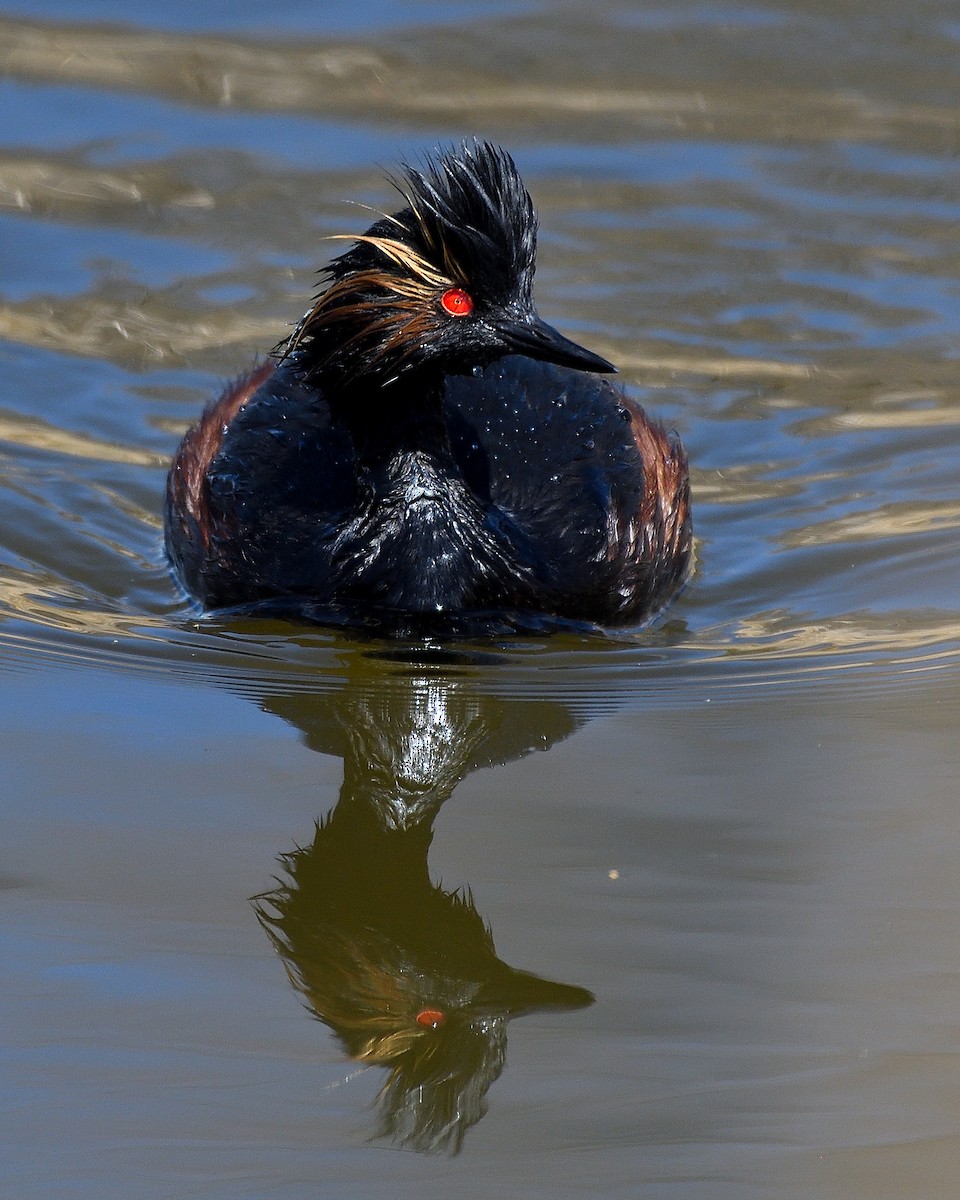 Eared Grebe - Steve Butterworth