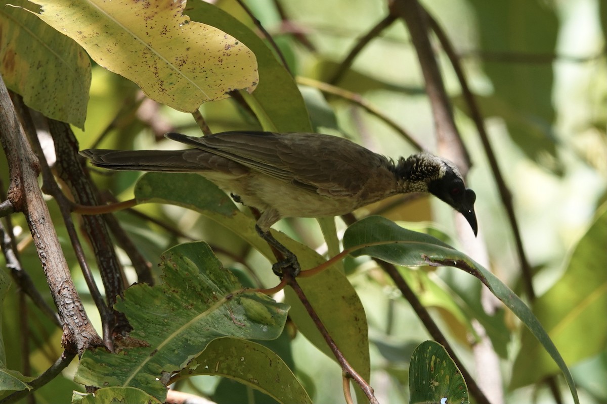 Silver-crowned Friarbird - ML369357601