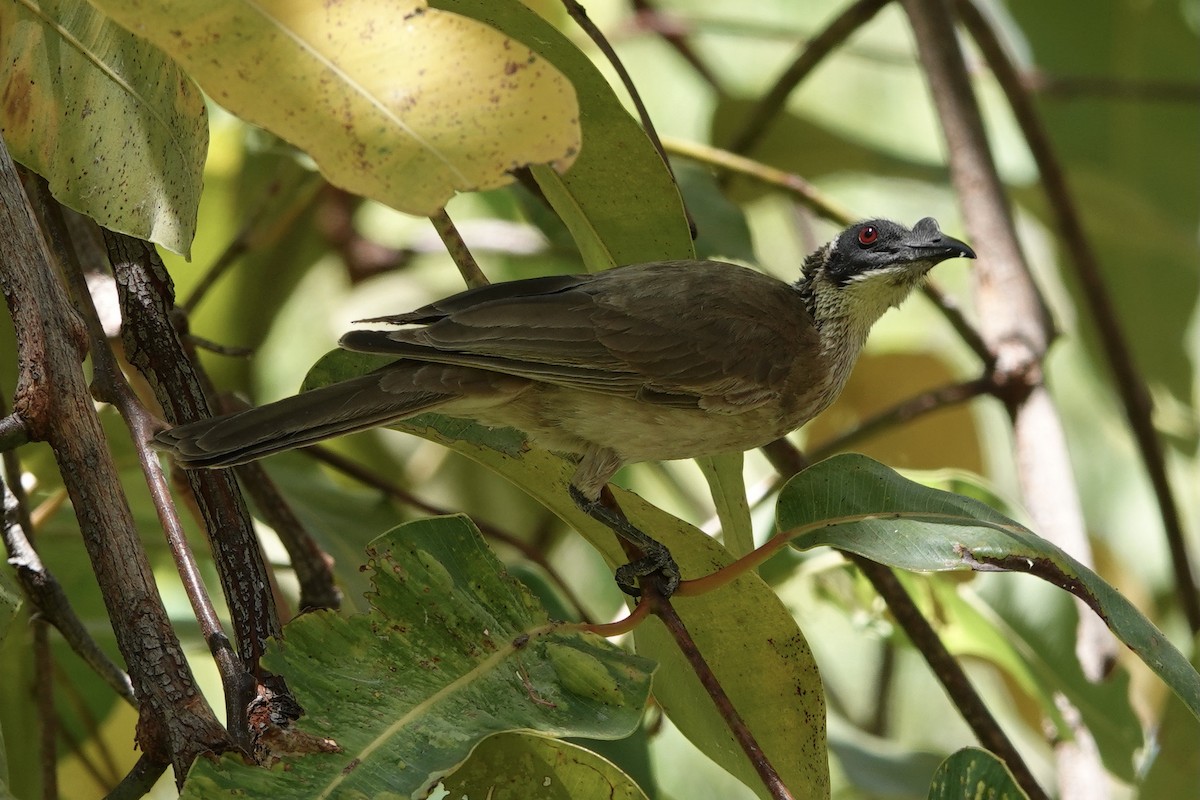 Silver-crowned Friarbird - ML369357611
