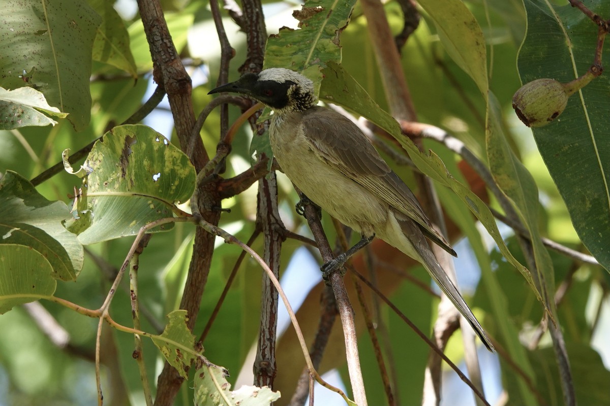 Silver-crowned Friarbird - ML369357621