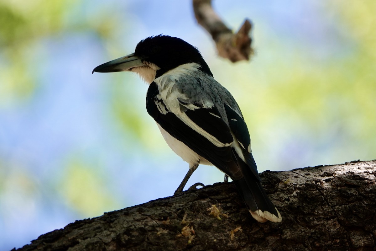 Silver-backed Butcherbird - ML369357641