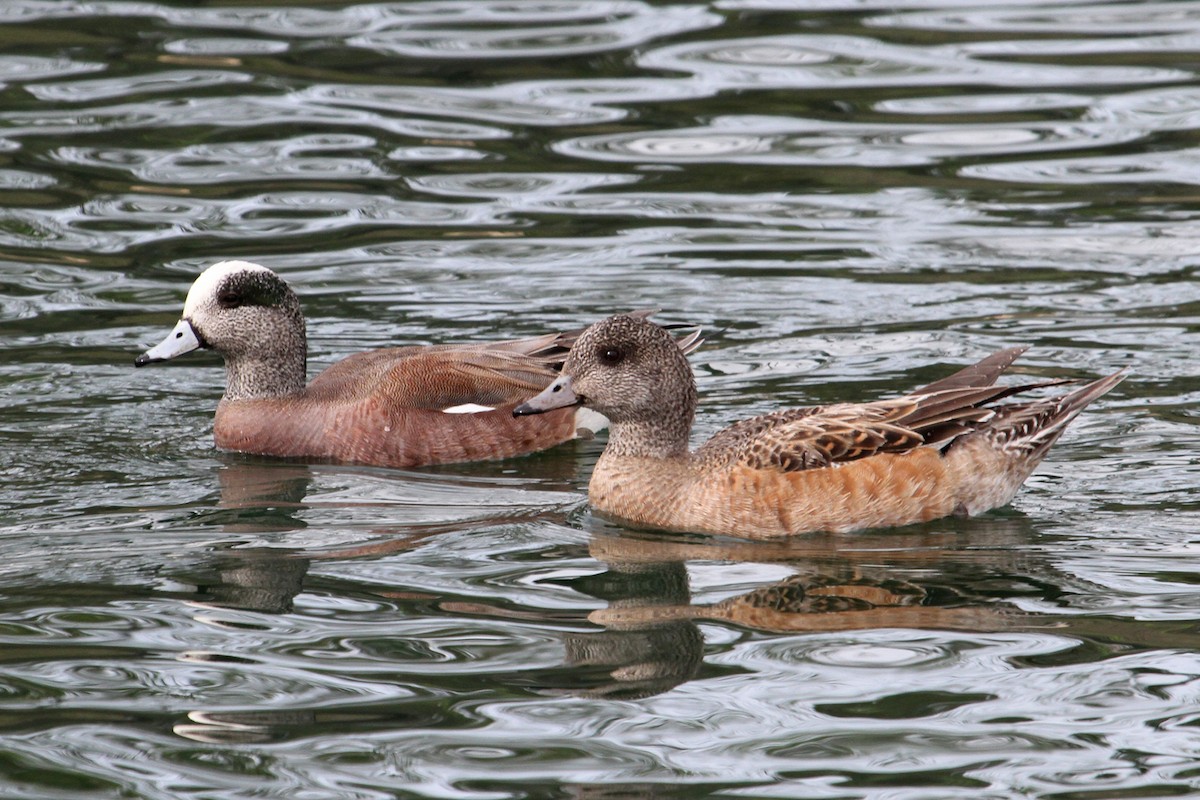 Canard d'Amérique - ML36935871