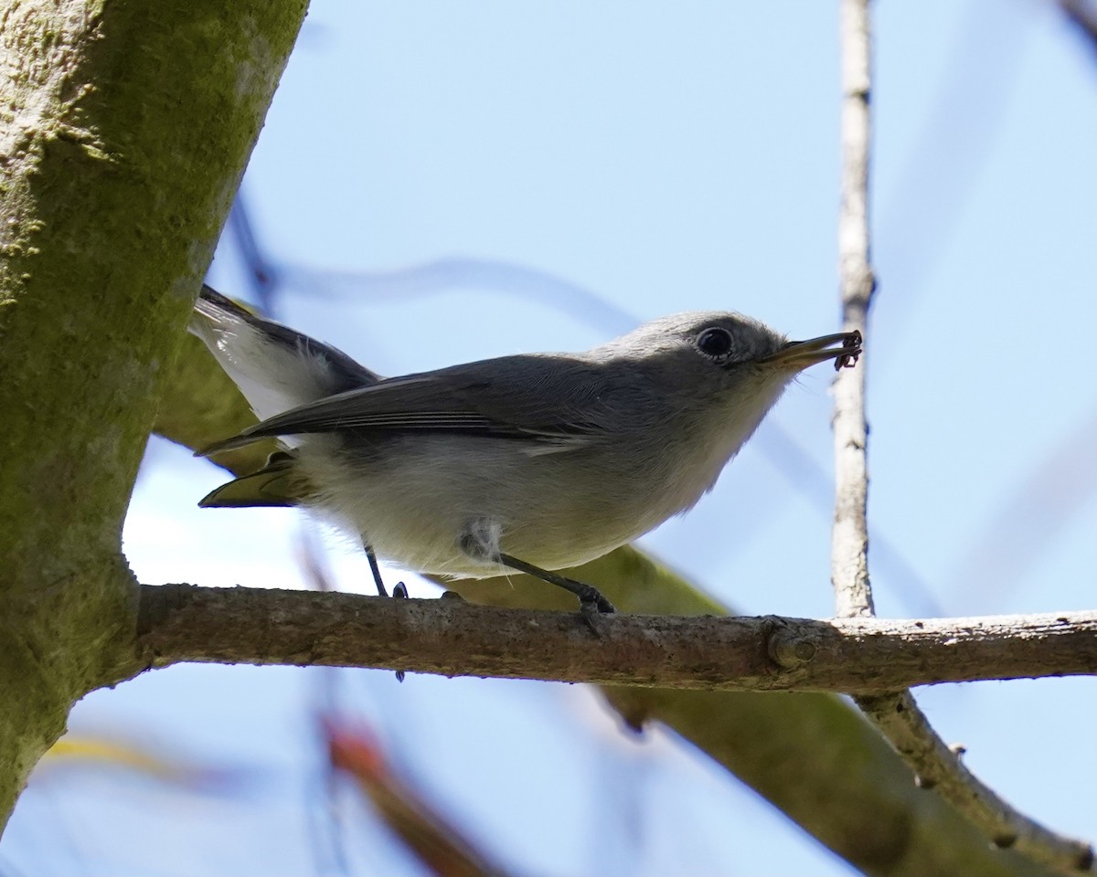 Blue-gray Gnatcatcher - Don Hoechlin