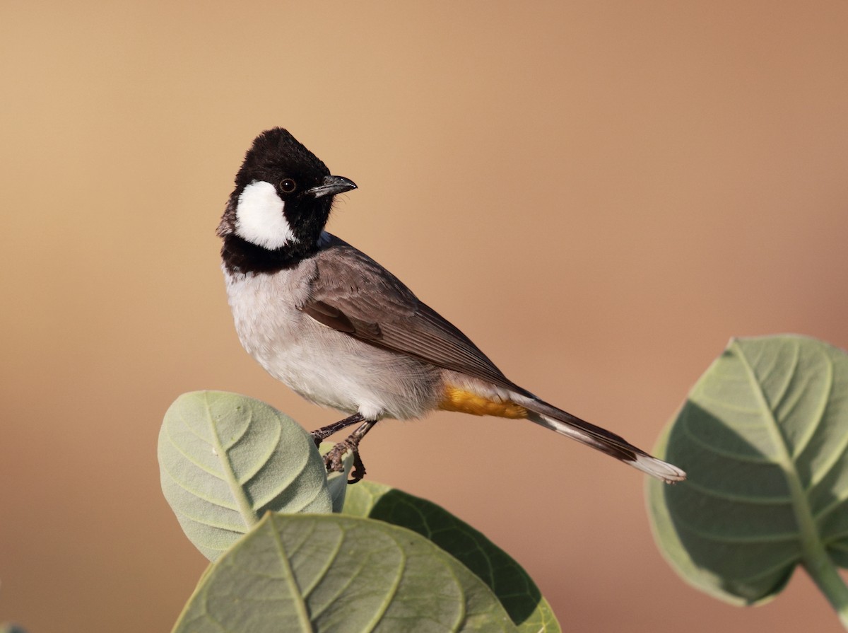 Bulbul Orejiblanco - ML369359871