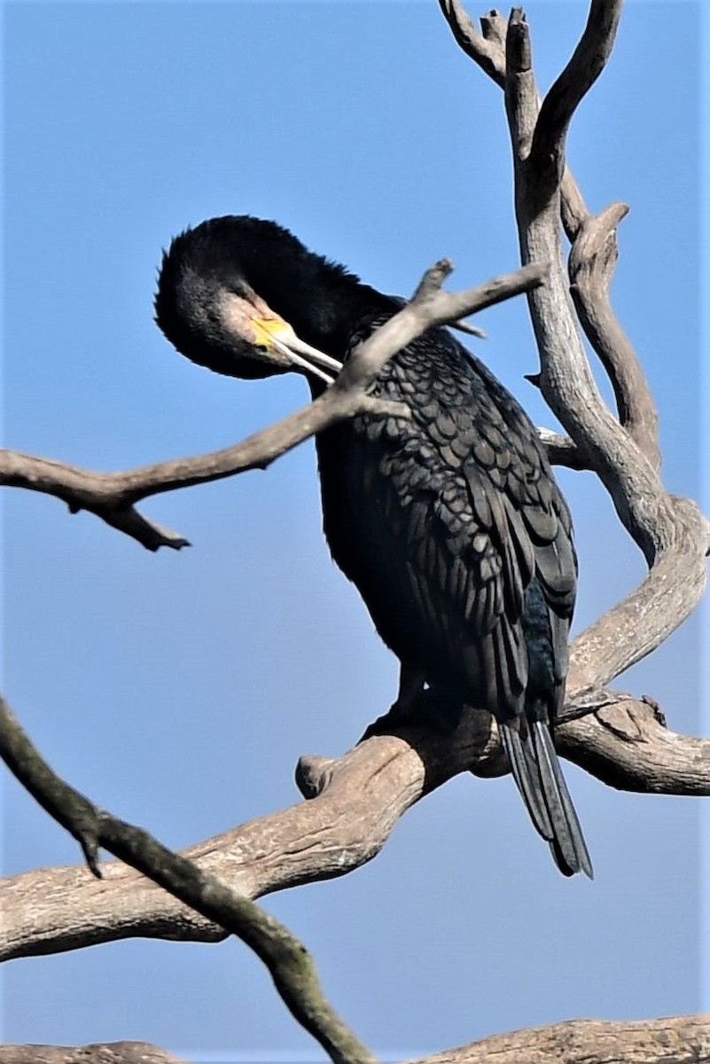 Great Cormorant (Australasian) - Alfons  Lawen