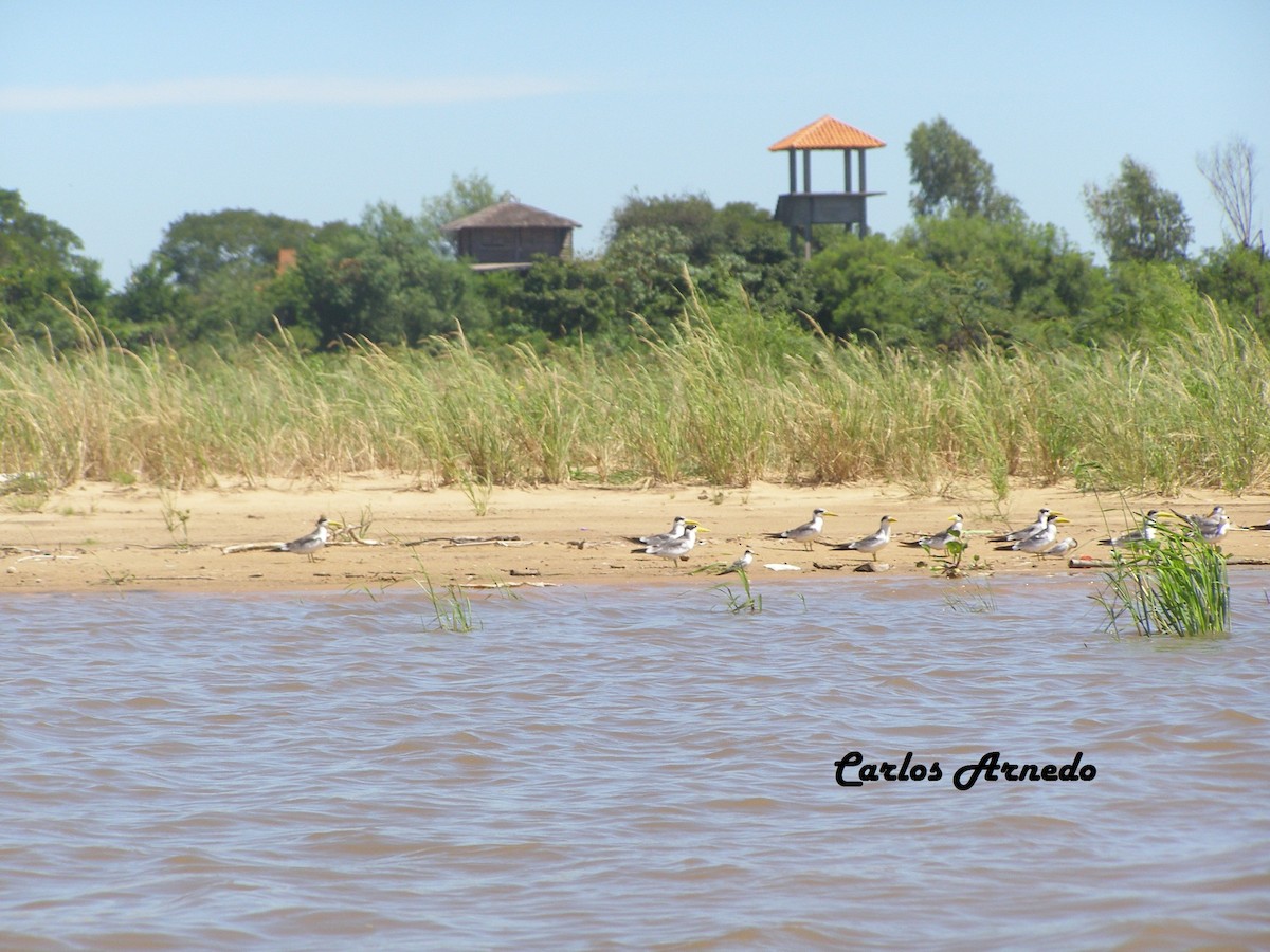 Large-billed Tern - Carlos Arnedo