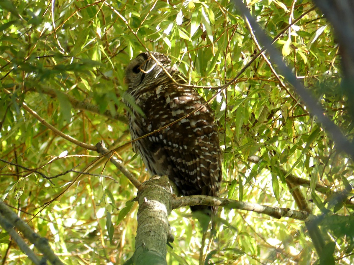 Barred Owl - ML369362531