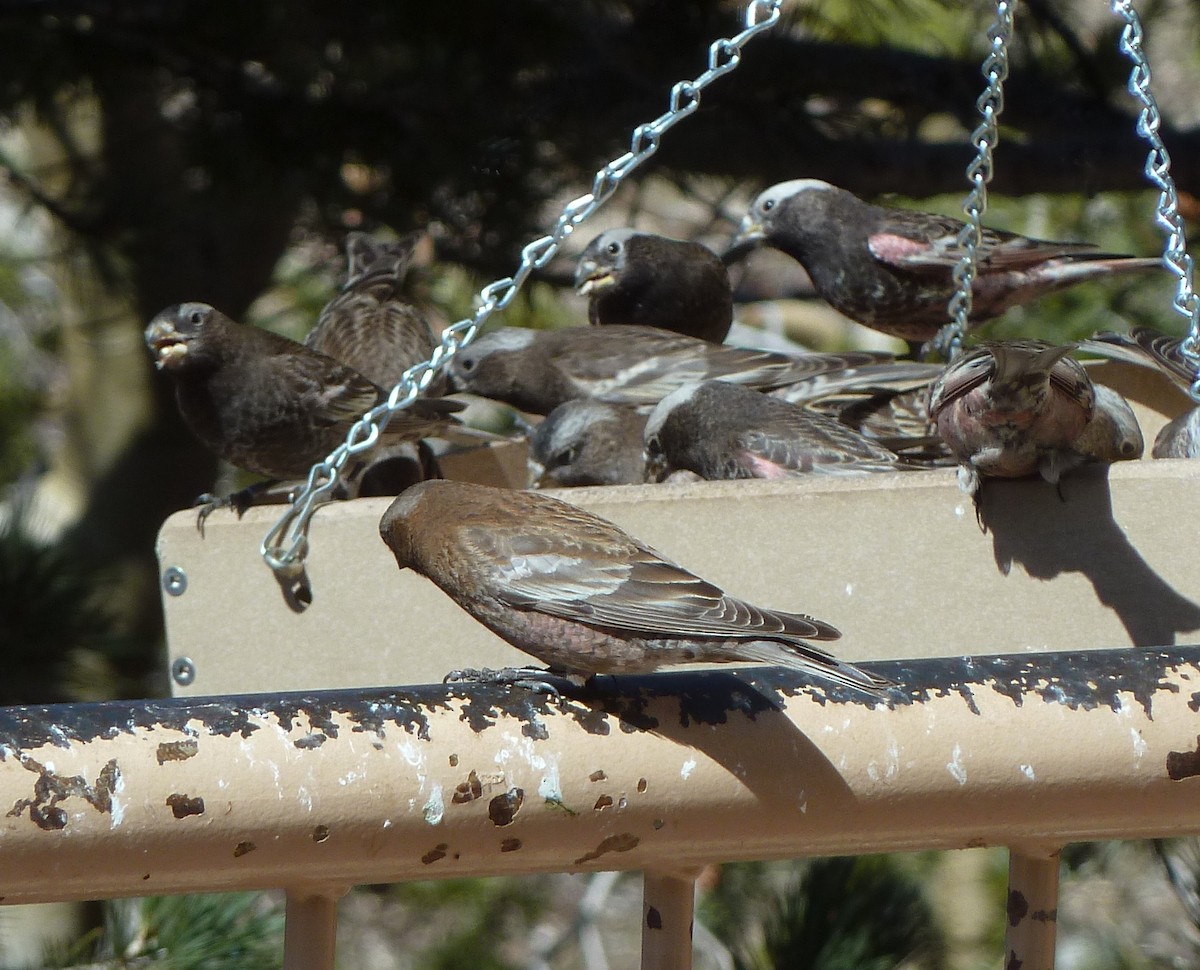 Brown-capped Rosy-Finch - ML36936271