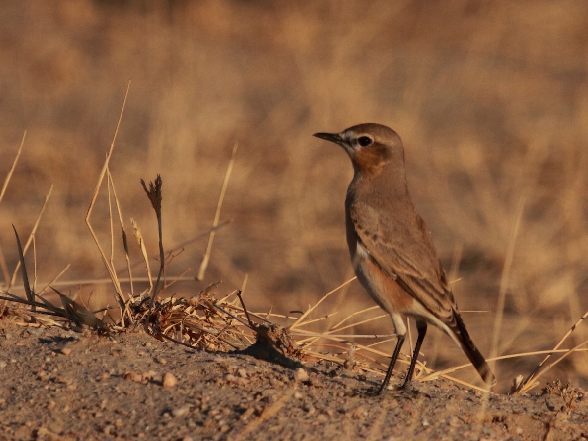 Isabelline Wheatear - ML369363181