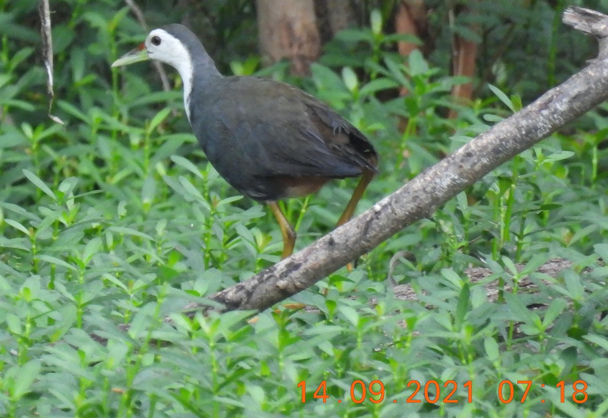 White-breasted Waterhen - ML369365011