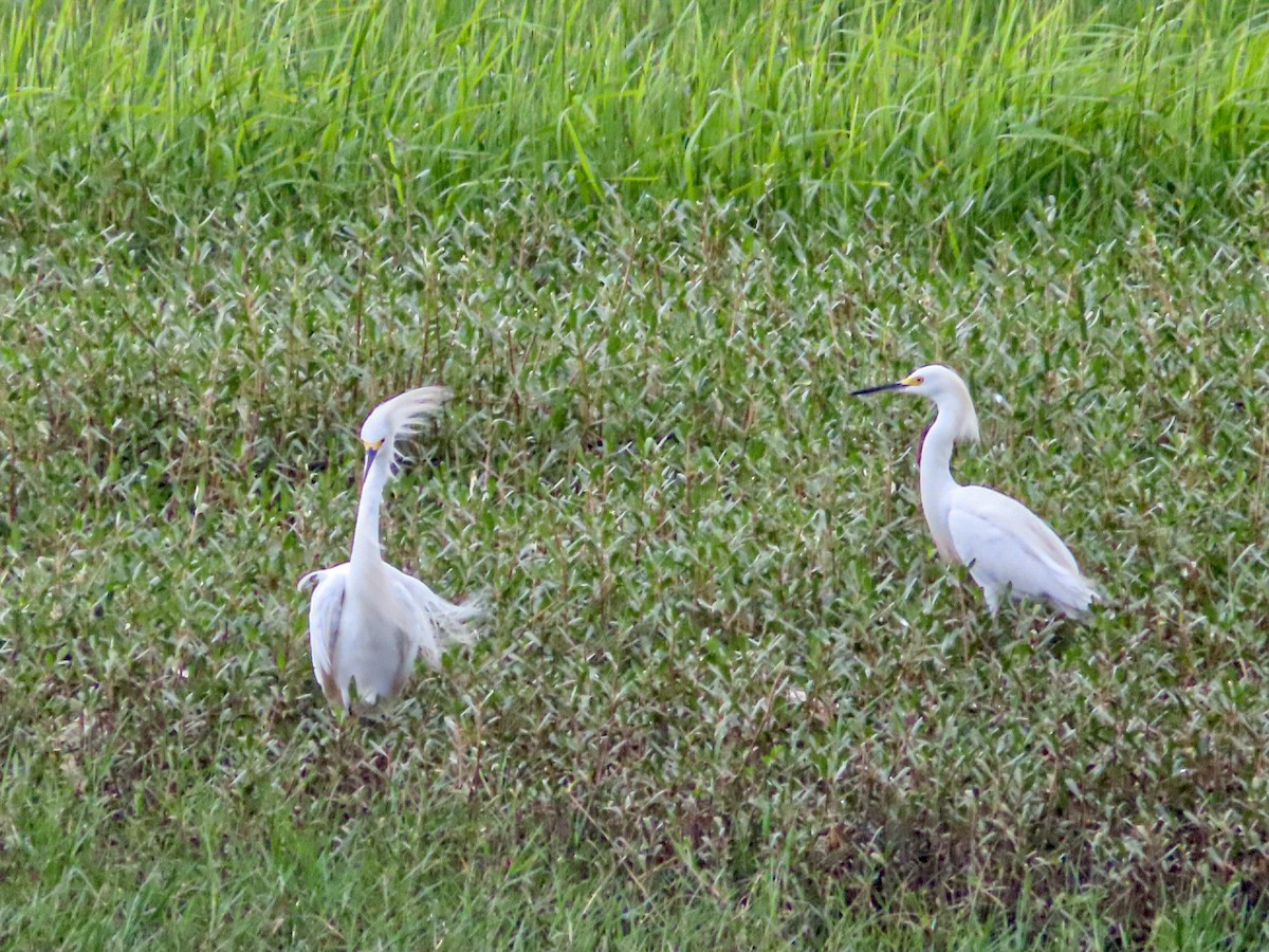 Snowy Egret - ML369368171