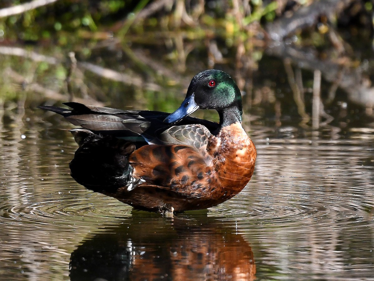 Chestnut Teal - ML369369171