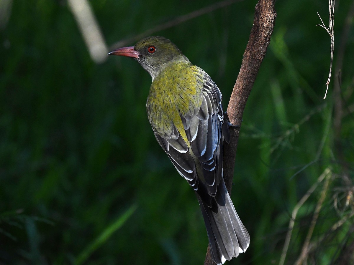 Olive-backed Oriole - ML369369181