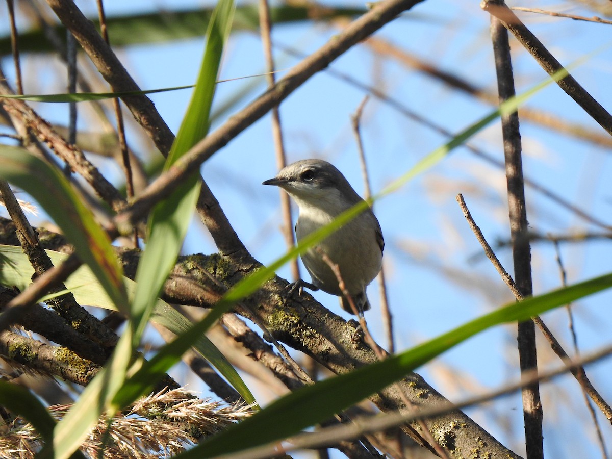 Curruca Zarcerilla - ML369371011