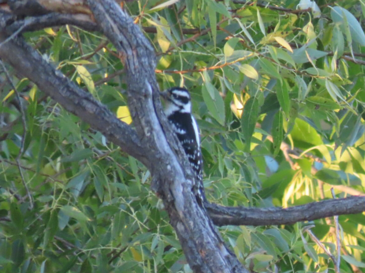 Downy Woodpecker - ML369371721