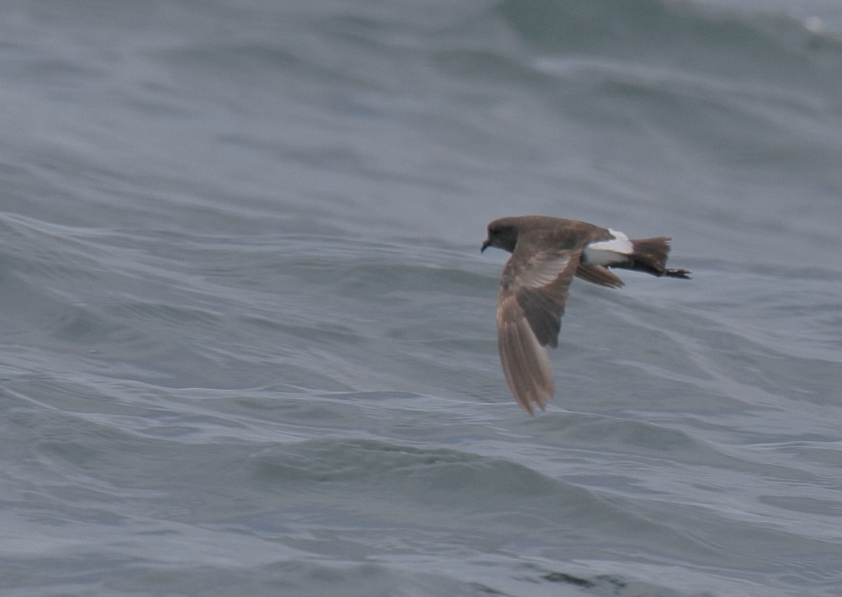Wilson's Storm-Petrel - ML369372161