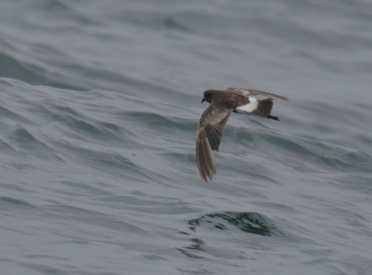 Wilson's Storm-Petrel - ML369372171