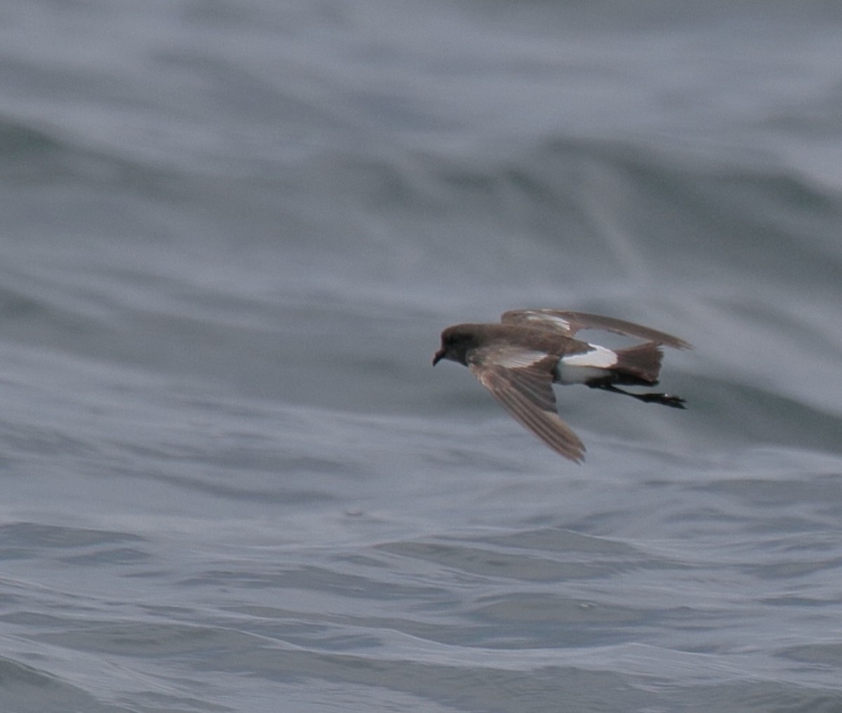Wilson's Storm-Petrel - ML369372181