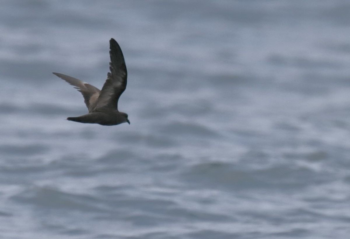 Swinhoe's Storm-Petrel - ML369372191